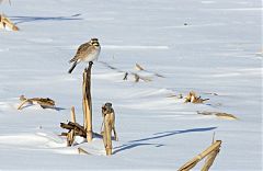 Horned Lark